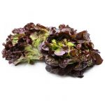 lechuga hoja de roble