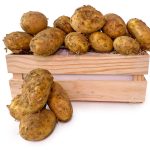 Patata del Terreno Sacos